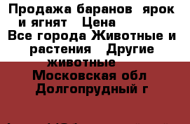 Продажа баранов, ярок и ягнят › Цена ­ 3 500 - Все города Животные и растения » Другие животные   . Московская обл.,Долгопрудный г.